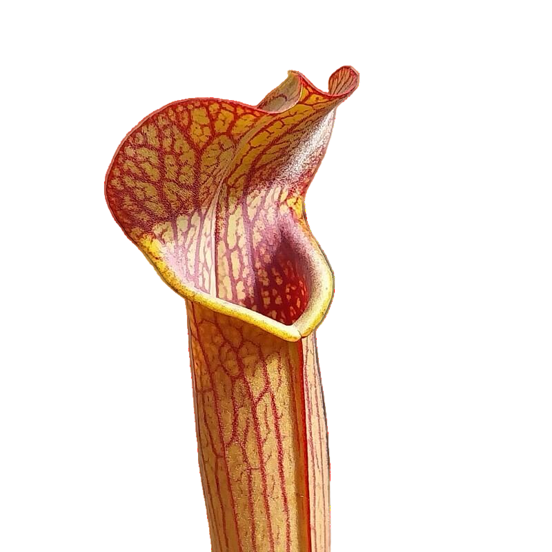 Sarracenia rubra ssp. rubra pitcher plant pitcher with fine red veins and a yellow-edged lid