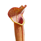 Sarracenia rubra ssp. rubra pitcher plant pitcher with fine red veins and a yellow-edged lid