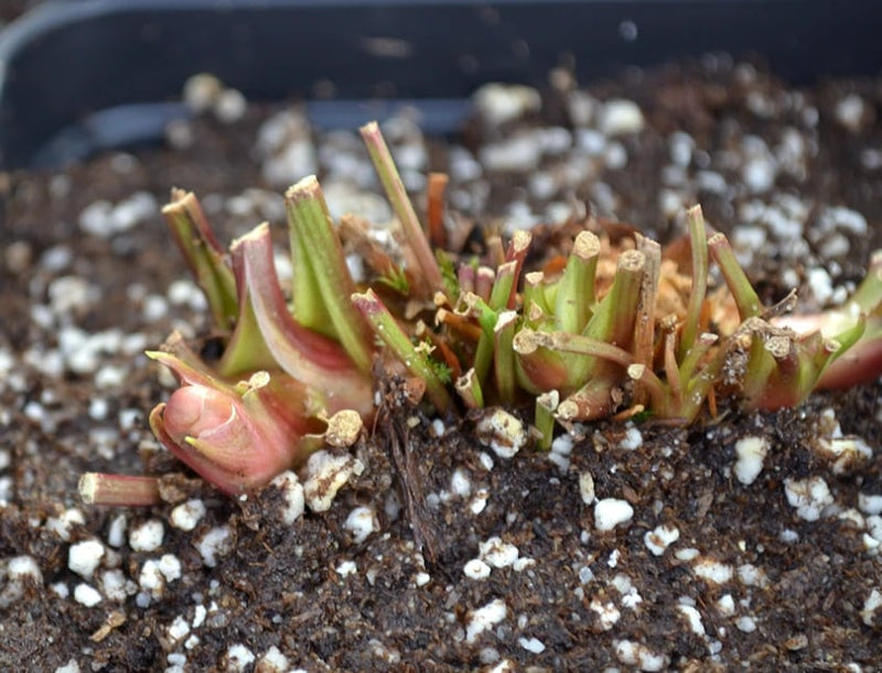 Trimmed back to the rhizome at the end of winter, with fresh growth already pushing through.