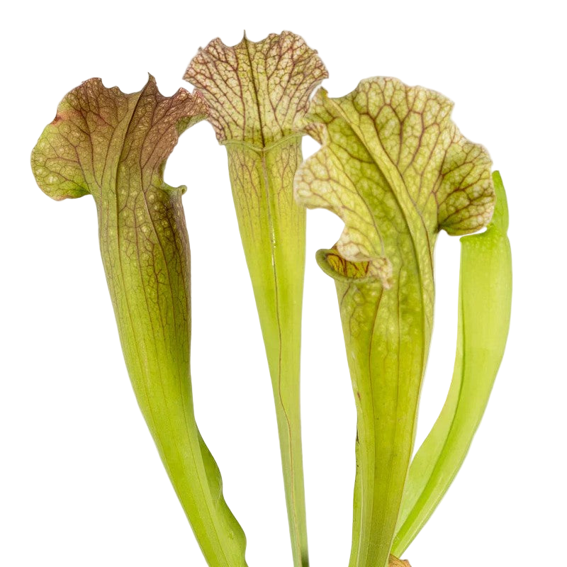 Sarracenia 'Velvet' pitcher plant pitchers with ruffled, veined hoods on a black background
