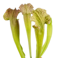 Sarracenia 'Velvet' pitcher plant pitchers with ruffled, veined hoods on a black background