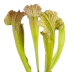 Sarracenia 'Velvet' pitcher plant pitchers with ruffled, veined hoods on a black background