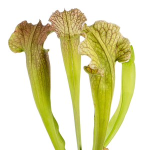 Sarracenia 'Velvet'