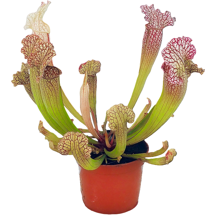 Potted Sarracenia 'Velvet' pitcher plant with white-windowed, red-veined hoods
