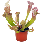 Potted Sarracenia 'Velvet' pitcher plant with white-windowed, red-veined hoods