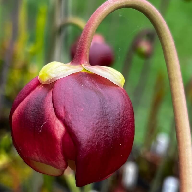 Dark maroon flower bud of a Sarracenia x ahlesii pitcher plant
