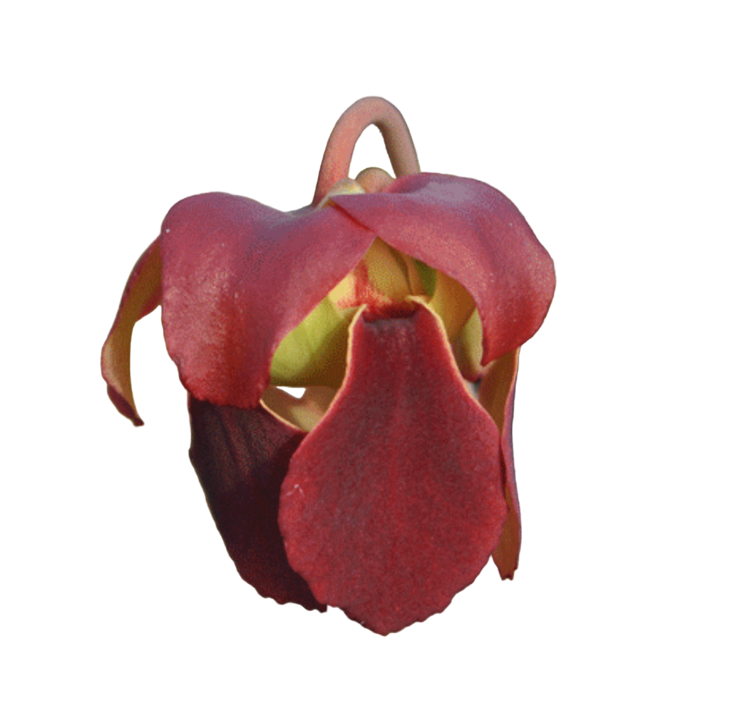 Deep red flower of a Sarracenia x ahlesii pitcher plant on a black background