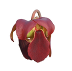 Deep red flower of a Sarracenia x ahlesii pitcher plant on a black background