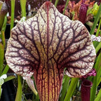 Close-up of a pitcher plant with intricate patterns and colors.