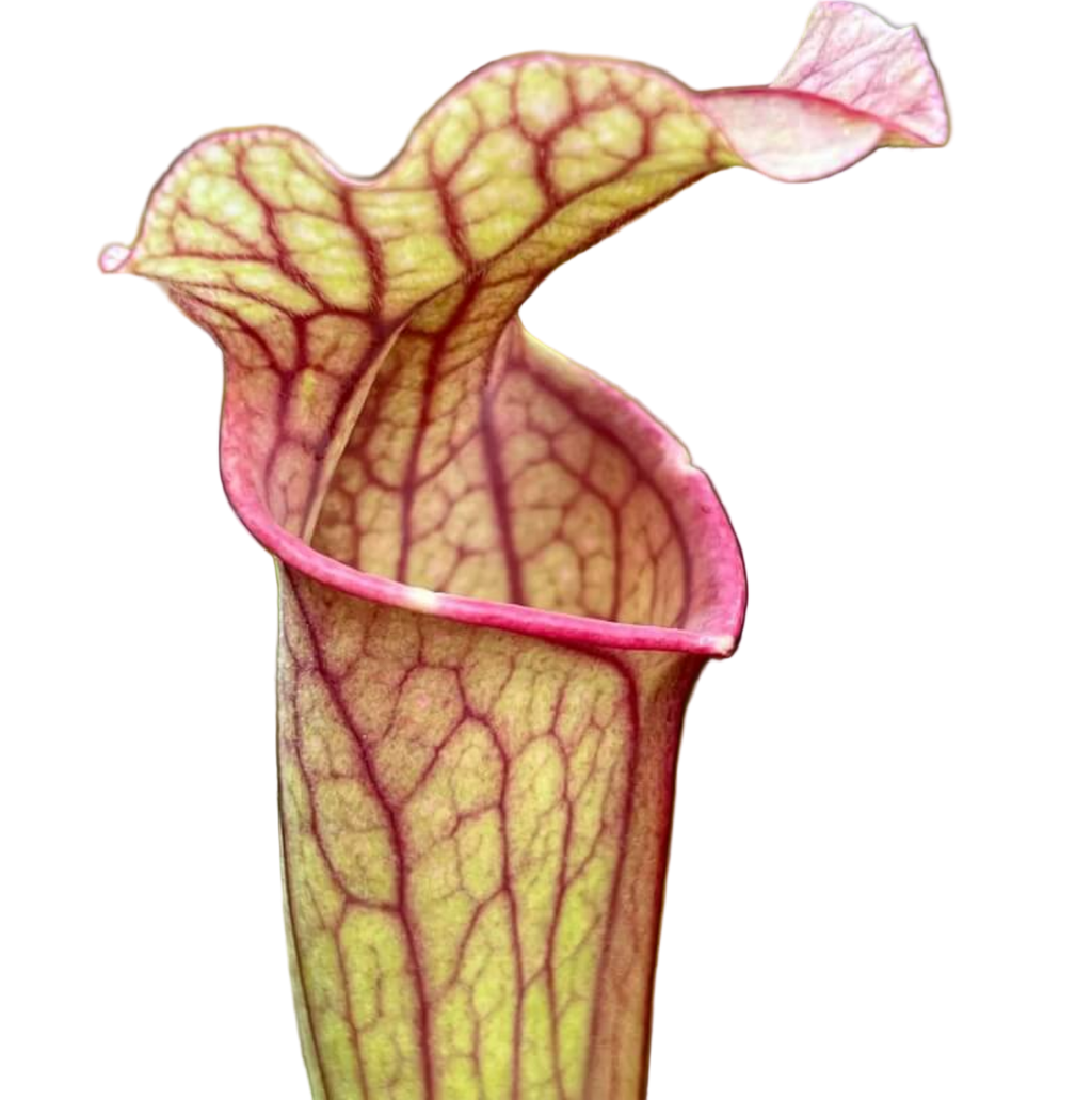 Sarracenia x ahlesii pitcher plant pitcher with prominent red veins and a ruffled lid