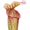 Sarracenia x ahlesii pitcher plant pitcher with prominent red veins and a ruffled lid