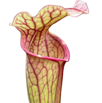 Sarracenia x ahlesii pitcher plant pitcher with prominent red veins and a ruffled lid