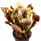 Potted Sarracenia x catesbaei pitcher plant with heavily red-veined pitchers