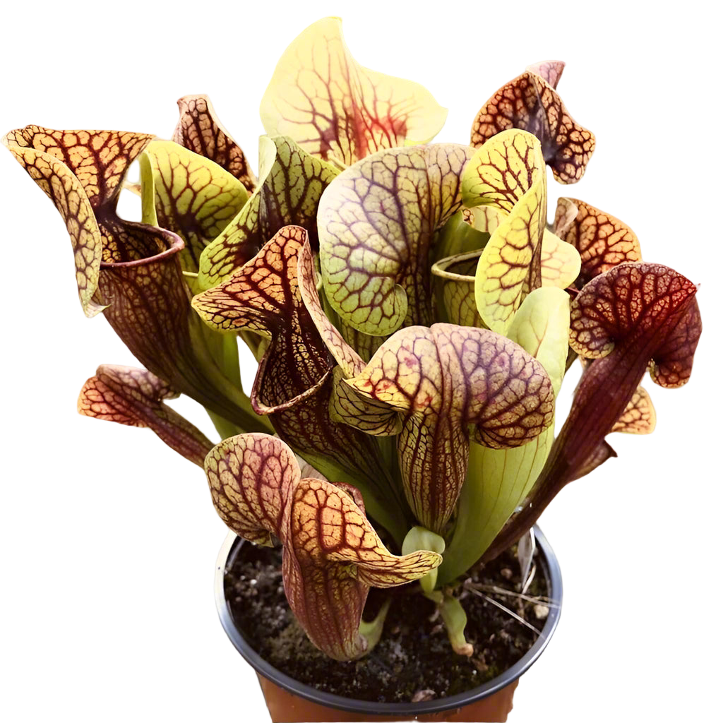 Potted Sarracenia x catesbaei pitcher plant with heavily red-veined pitchers