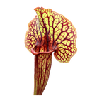 Sarracenia x catesbaei pitcher plant pitcher with a wide flared lid and bold red veins