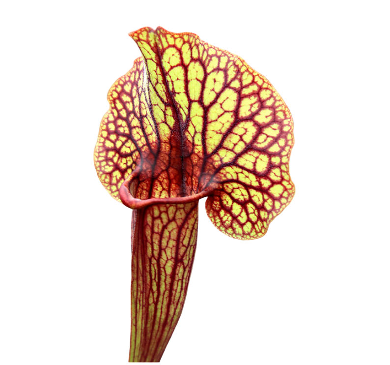Sarracenia x catesbaei pitcher plant pitcher with a wide flared lid and bold red veins