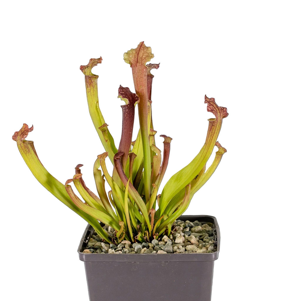 Potted Sarracenia x farnhamii pitcher plant with slender red-tipped pitchers