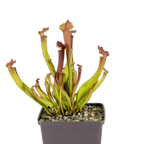 Potted Sarracenia x farnhamii pitcher plant with slender red-tipped pitchers