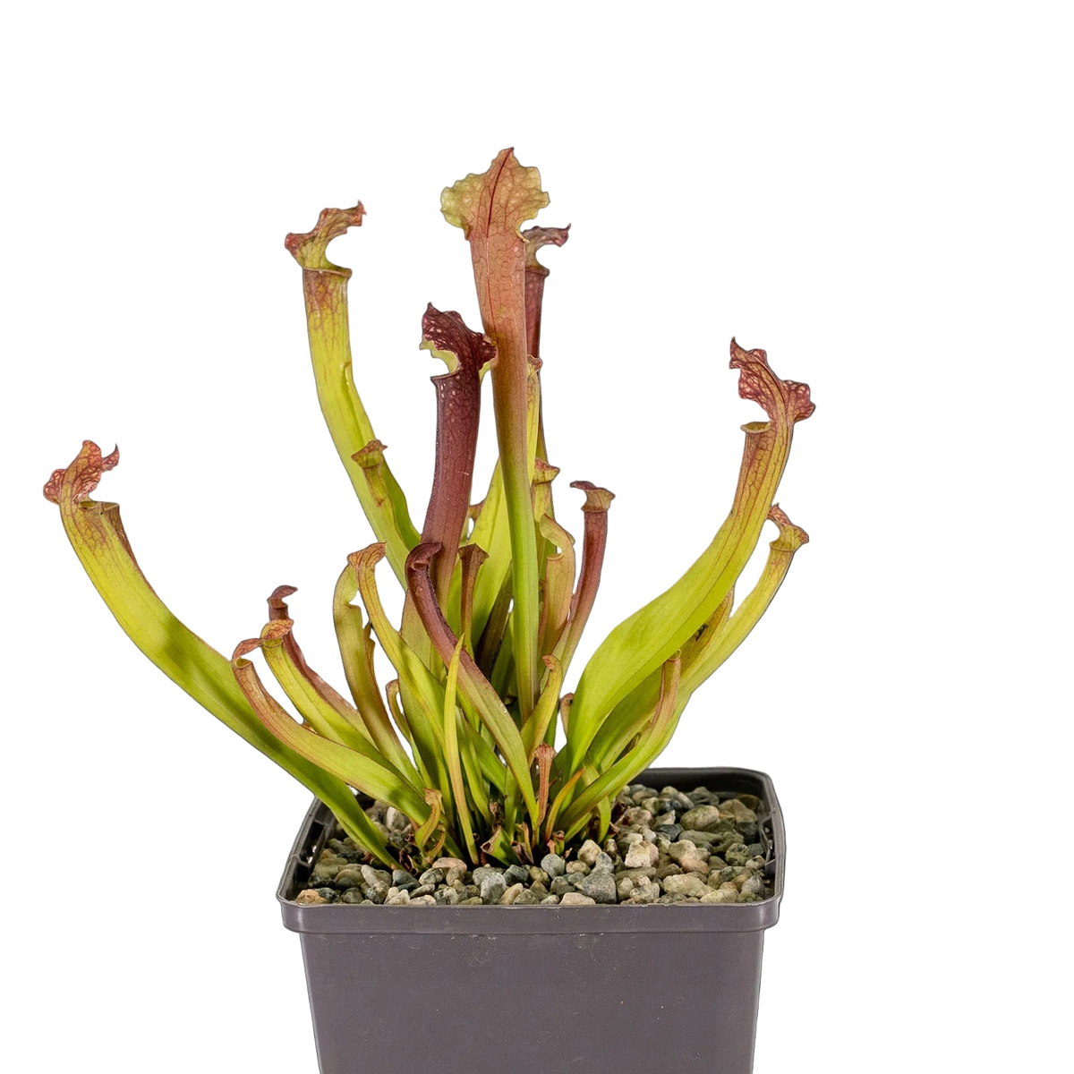 Potted Sarracenia x farnhamii pitcher plant with slender red-tipped pitchers