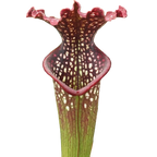 Sarracenia x farnhamii pitcher plant pitcher with a ruffled lid and white-spotted throat