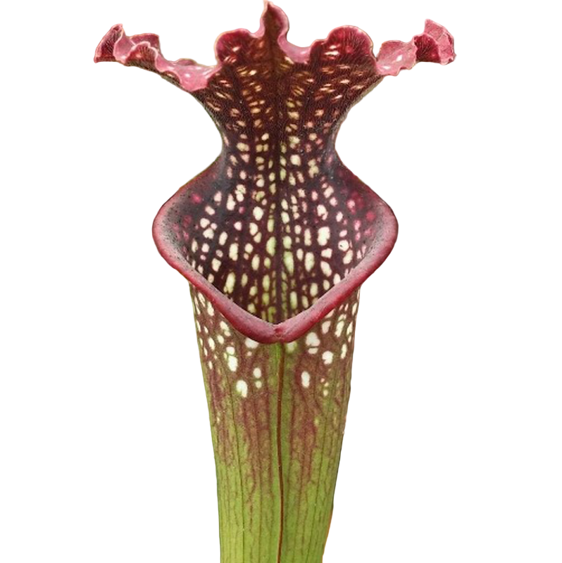 Sarracenia x farnhamii pitcher plant pitcher with a ruffled lid and white-spotted throat