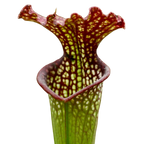 Sarracenia x readii pitcher plant pitcher with a frilled lid, red veins and white windows