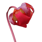 Red flower of a Sarracenia x readii pitcher plant on a black background