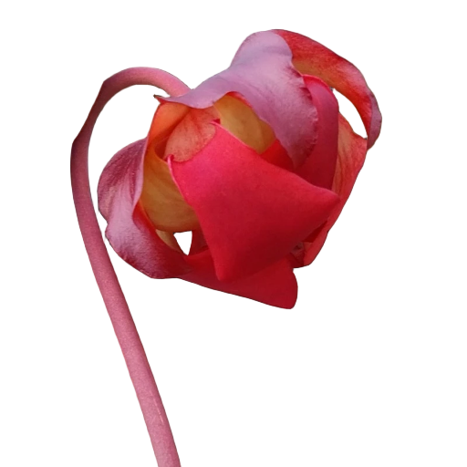 Red flower of a Sarracenia x readii pitcher plant on a black background