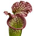 Sarracenia x readii pitcher plant pitcher with white windows and red netting on the lid