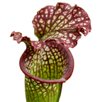 Sarracenia x readii pitcher plant pitcher with white windows and red netting on the lid
