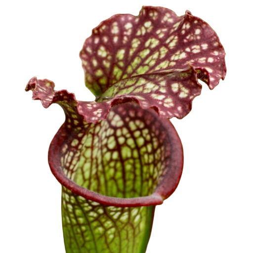 Sarracenia x readii pitcher plant pitcher with white windows and red netting on the lid