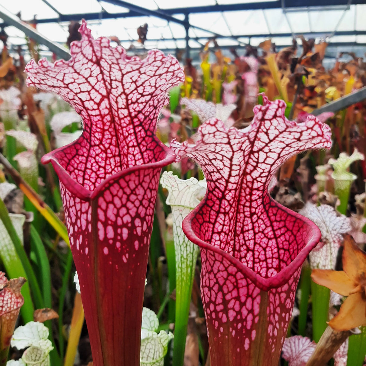 Two tall red pitchers with white netted veining, Sarracenia leucophylla, in a greenhouse
