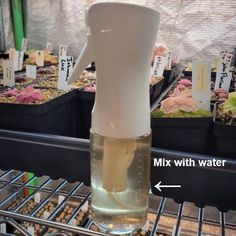Max Sea Seaweed Fertilizer ready-to-use foliar spray for carnivorous plants – promotes healthy growth of Venus flytraps, sundews, and pitcher plants