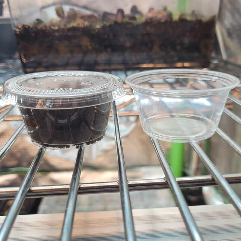 Customer-ready deli cup of Max Sea Seaweed Fertilizer for carnivorous plants