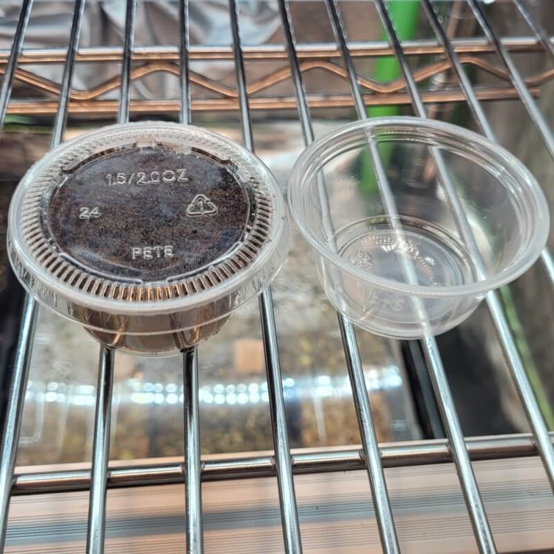 Max Sea Seaweed Fertilizer for carnivorous plants in customer-ready deli cup – liquid concentrate for Venus flytraps, sundews, and pitcher plants