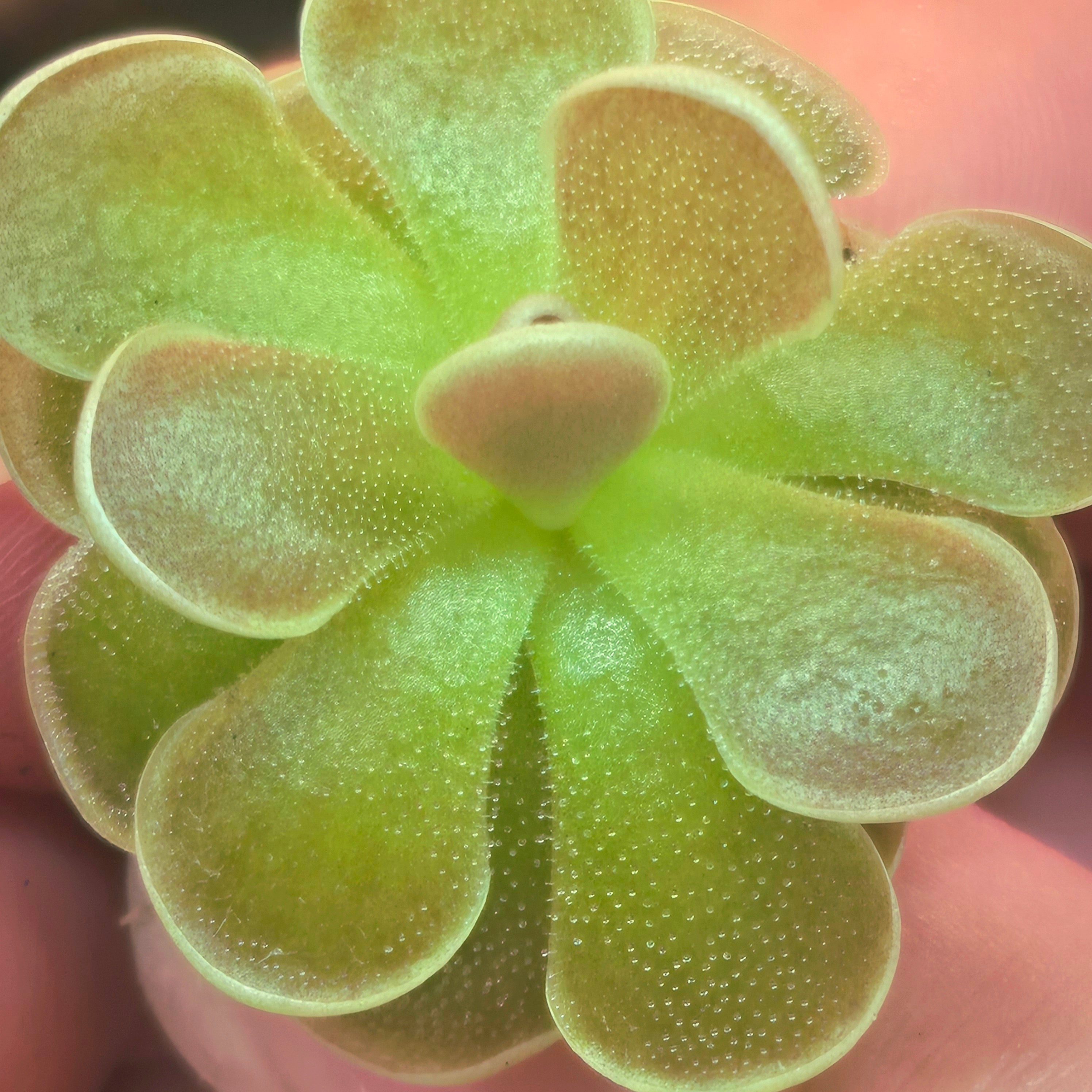 Pinguicula ehlersiae 'Tolantongo'