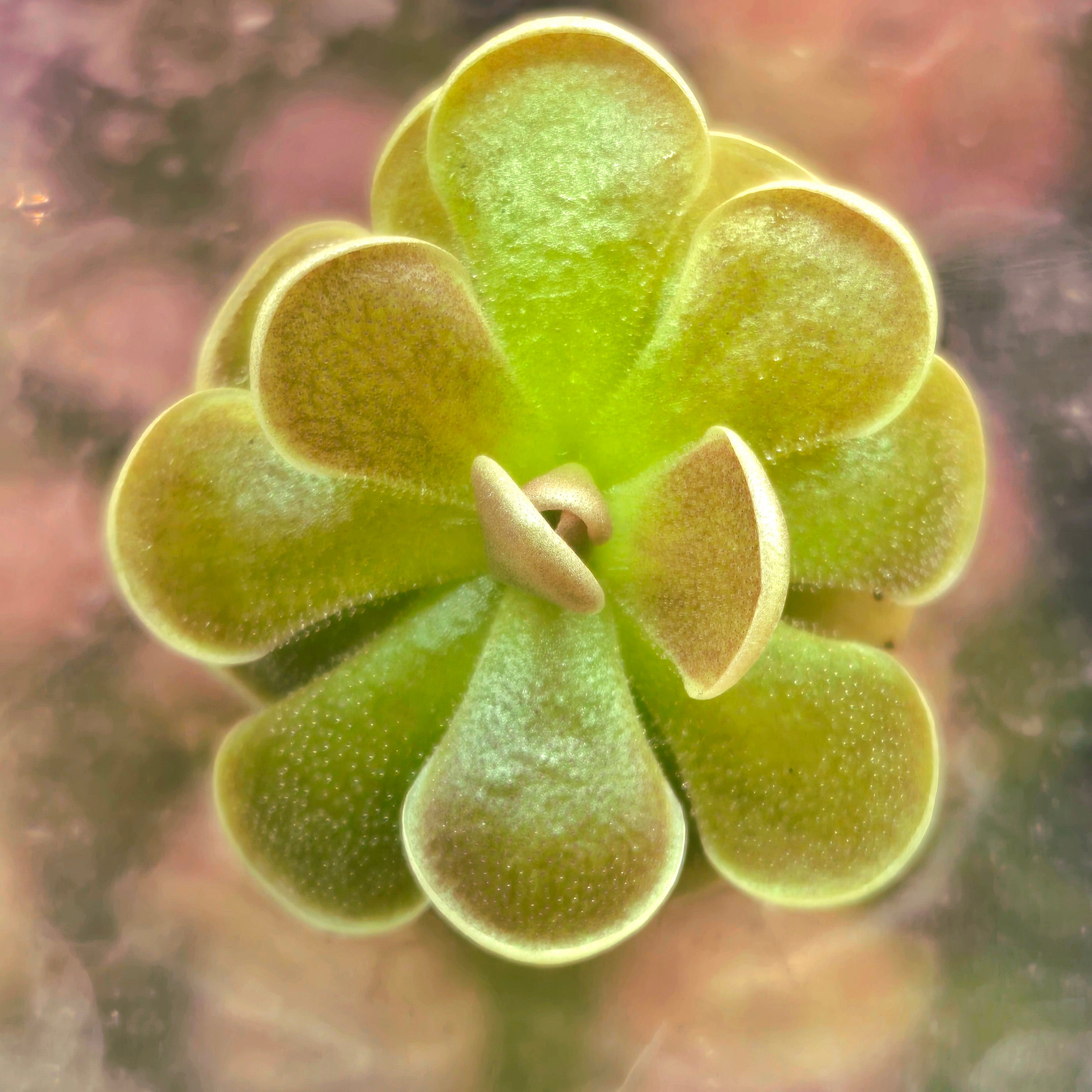 Pinguicula ehlersiae 'Tolantongo'