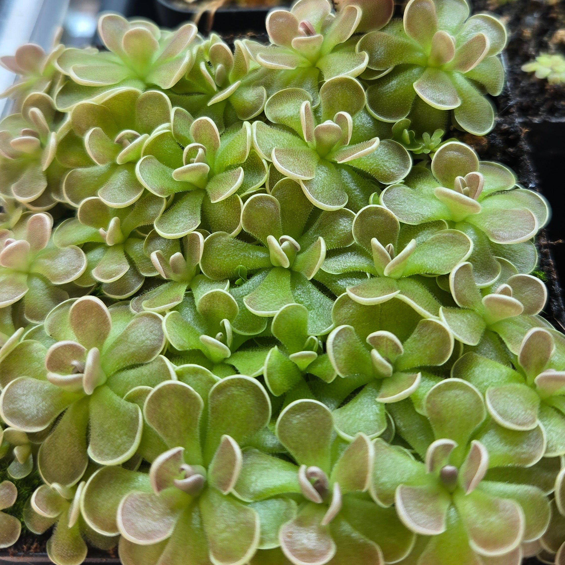 Pinguicula ehlersiae 'Tolantongo'