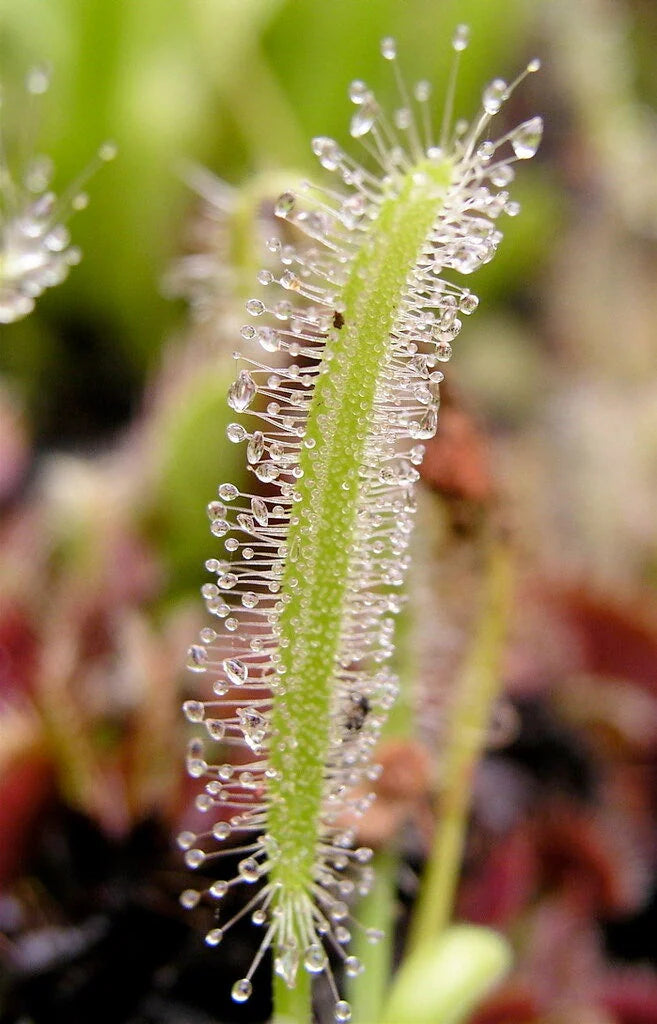 Drosera capensis 'Alba'