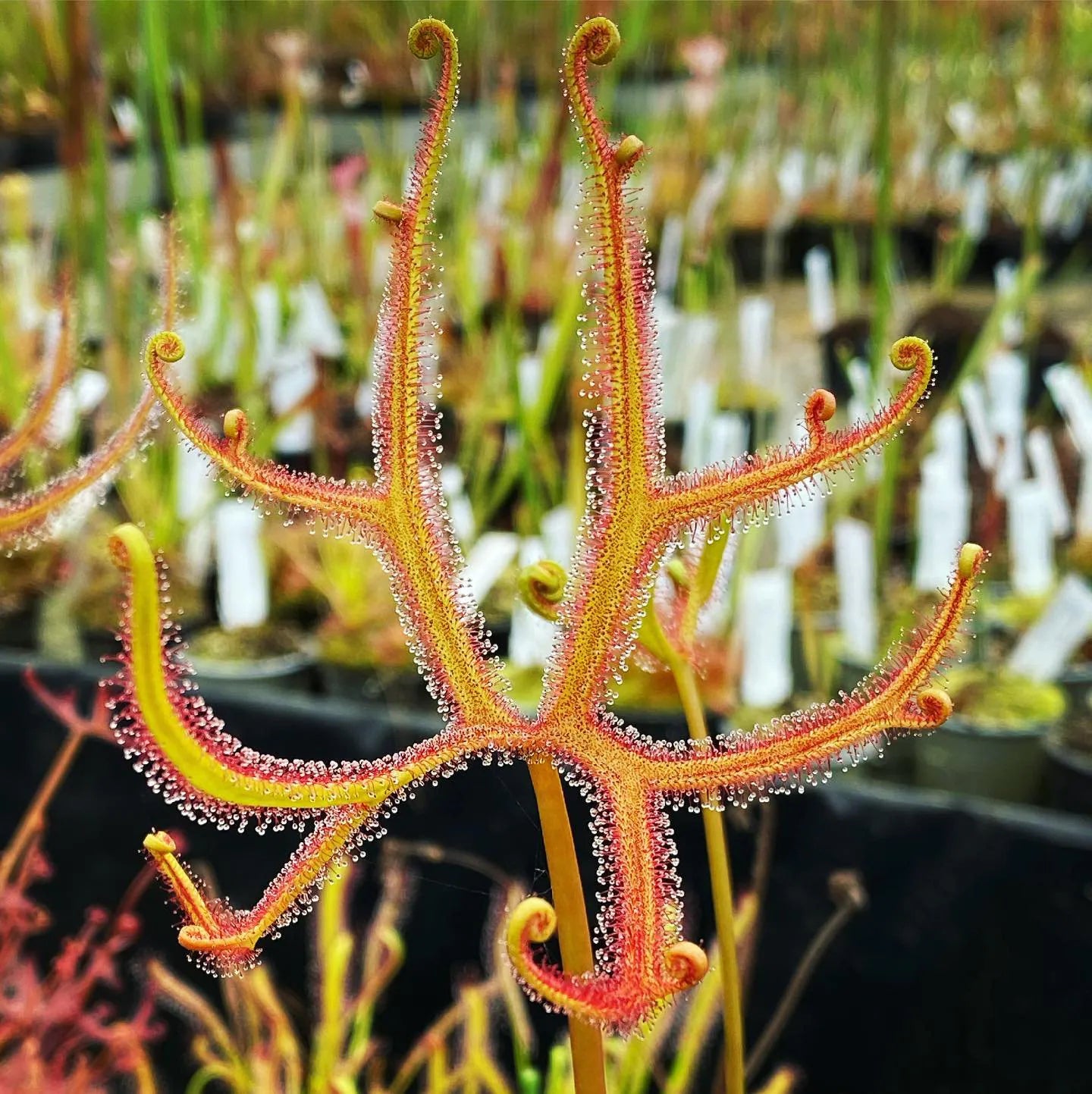 Drosera dichotoma ‘Giant Form’
