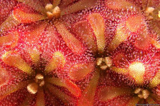 Drosera aliciae