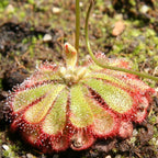 Drosera aliciae