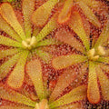 Drosera aliciae