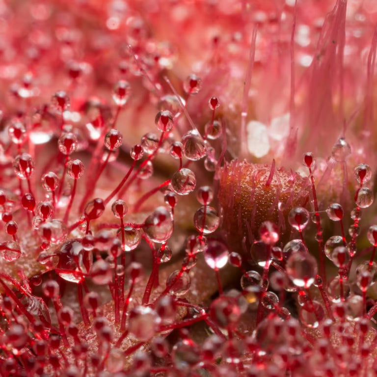 Drosera spathulata