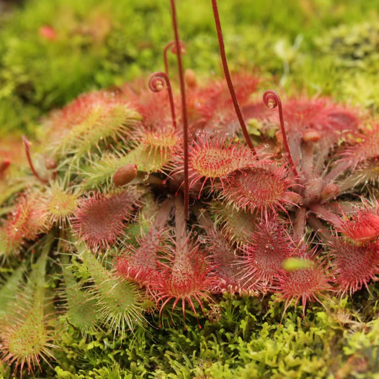 Drosera spathulata