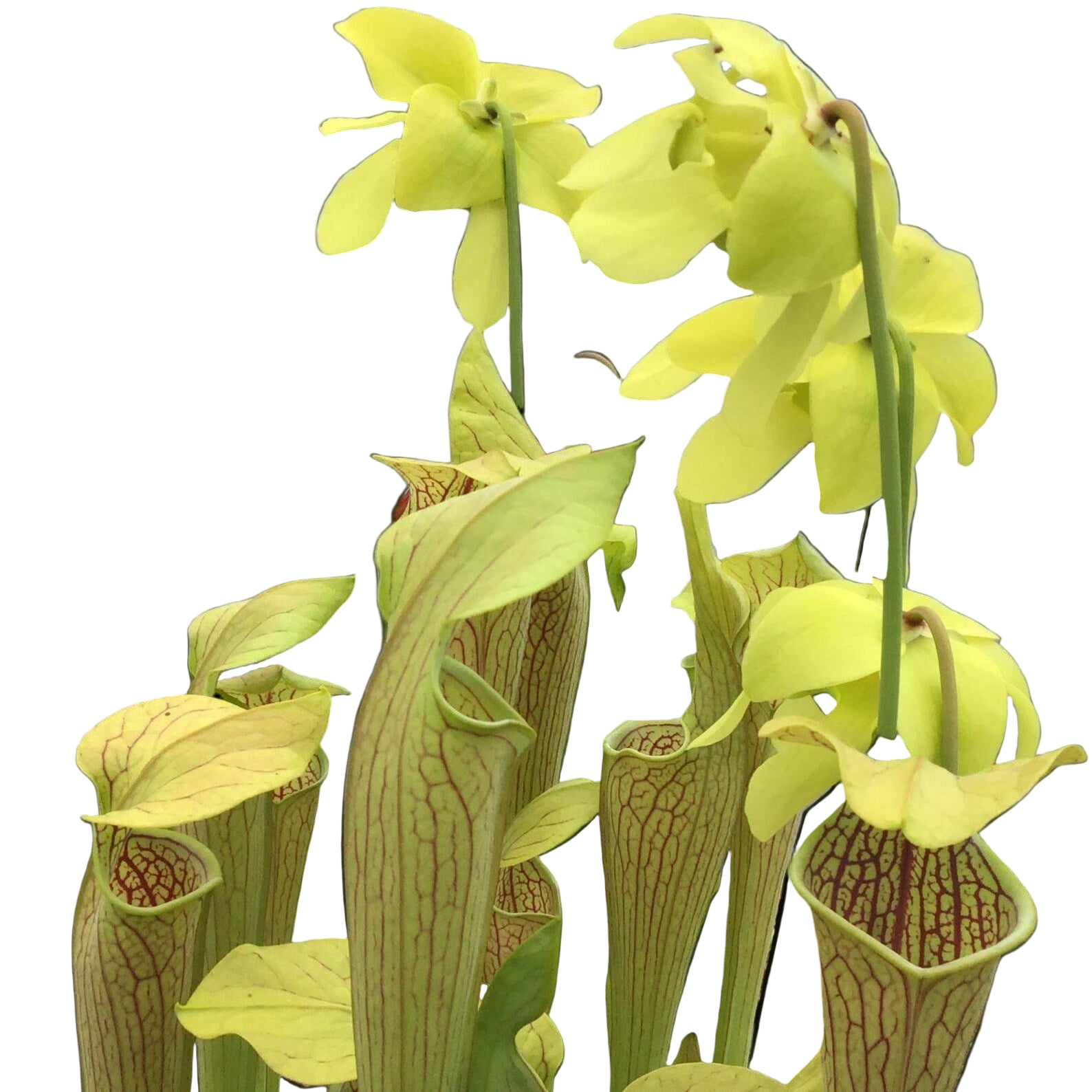 Sarracenia 'Lime Ice'
