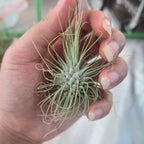 Tillandsia argentea (thin form) air plant held in a hand, a tight tuft of thin silver leaves