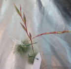 Tillandsia argentea (thin form) air plants with red flower stems lying on greenhouse fabric