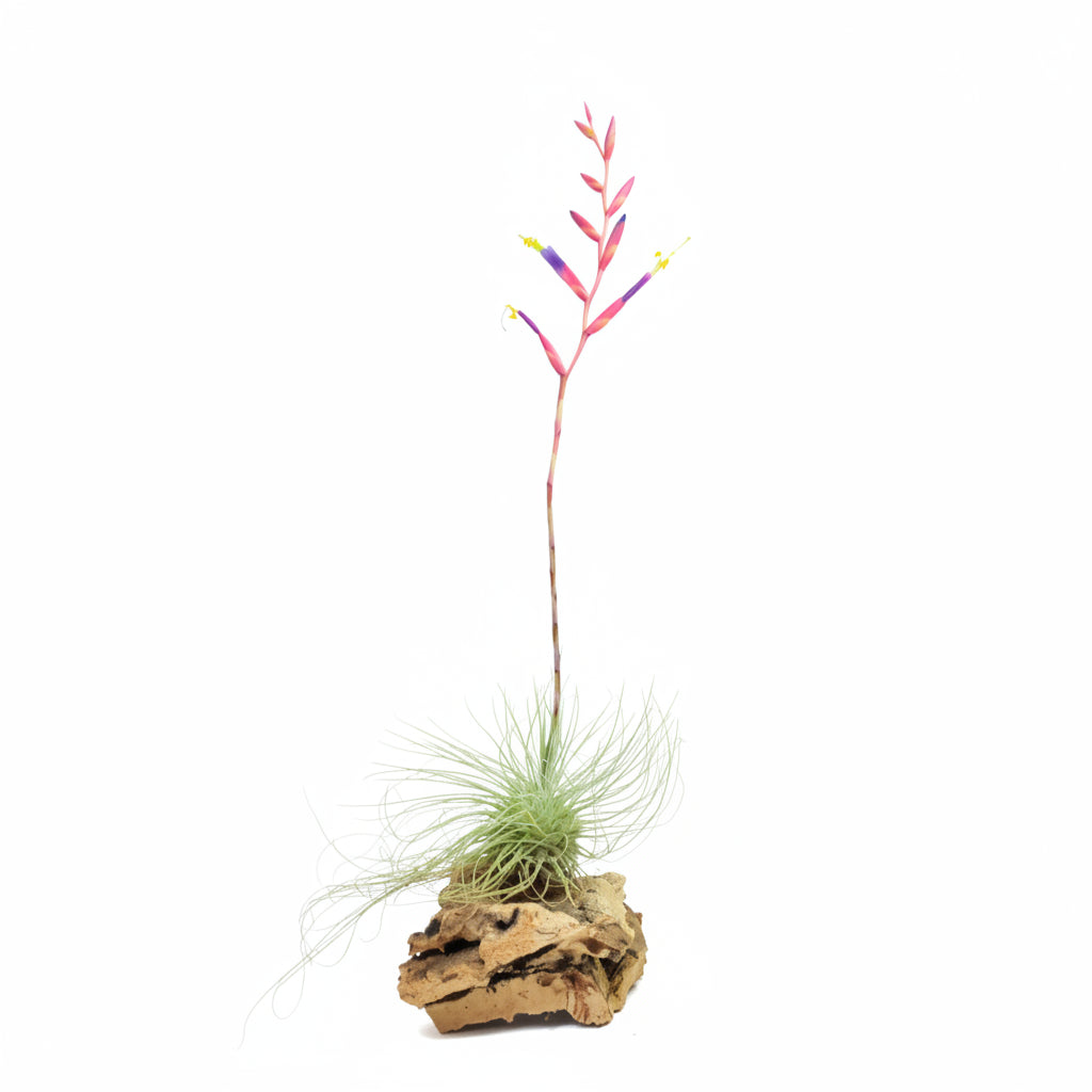 Tillandsia argentea (thin)