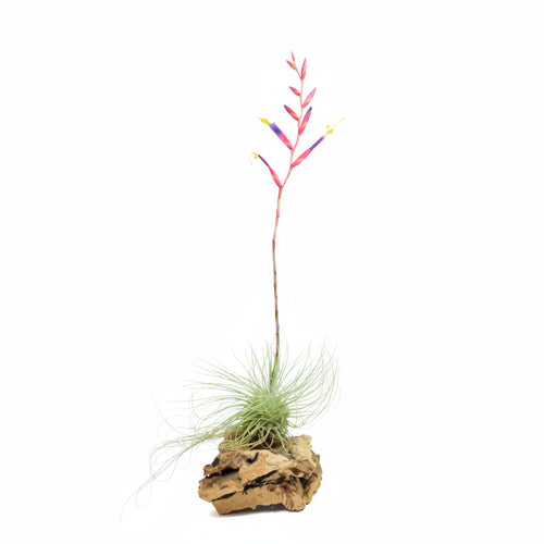 Tillandsia argentea air plant mounted on wood with a tall stem of red flowers